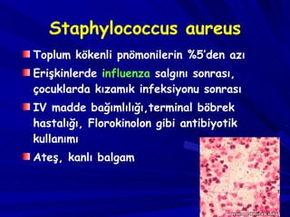 Staphylococcus aureus Toplum kökenli pnömonilerin %5’den azı Erişkinlerde  influenza  salgını sonrası, çocuklarda kızamık infeksiyonu sonrası IV madde ba ğ ımlılı ğ ı ,terminal böbrek hastalığı, Florokinolon gibi antibiyotik kullanımı Ateş, kanlı balgam 