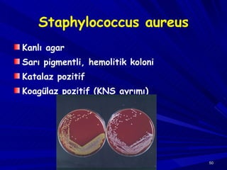 Staphylococcus aureus Kanlı agar Sarı pigmentli, hemolitik koloni Katalaz pozitif Koagülaz pozitif (KNS ayrımı) 