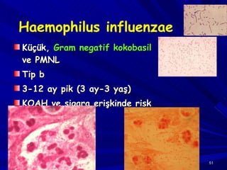 Haemophilus influenzae Küçük,  Gram negatif kokobasil  ve PMNL Tip b 3-12 ay pik (3 ay-3 yaş) KOAH ve sigara erişkinde risk 