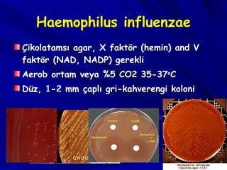 Haemophilus influenzae Çikolatamsı agar, X faktör (hemin) and V faktör (NAD, NADP) gerekli  Aerob ortam veya %5 CO2 35-37 o C   Düz, 1-2 mm çaplı gri-kahverengi koloni   