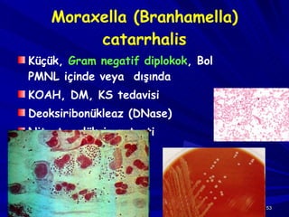 Moraxella (Branhamella) catarrhalis Küçük,  Gram negatif diplokok , Bol PMNL içinde veya  dışında KOAH, DM, KS tedavisi Deoksiribonükleaz (DNase) Nitrat redüksiyon testi 