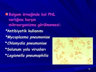 Balgam örneğinde bol PNL varlığına karşın mikroorganizma görülmemesi; * Antibiyotik kullanımı *Mycoplasma pneumoniae   * Chlamydia pneumoniae *Solunum yolu virusları * Legionella pneumophilia 