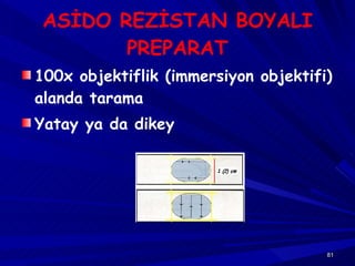 ASİDO REZİSTAN BOYALI PREPARAT 100x objektiflik (immersiyon objektifi) alanda tarama Yatay ya da dikey 