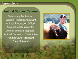 Animal Studies Careers  Veterinary Technician Wildlife Program Assistant Animal Production Officer Animal Health Inspector  Animal Welfare Inspector Animal Behaviour Technician Animal Care Attendant Dairy Scientist 