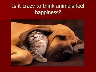 Is it crazy to think animals feel happiness? 