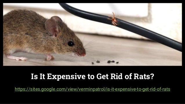 Is It Expensive to Get Rid of Rats?
https://sites.google.com/view/verminpatrol/is-it-expensive-to-get-rid-of-rats
 