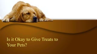 Is it Okay to Give Treats to
Your Pets?
 