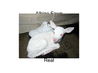 Albino Fawn                                                                                                                                                                                               Real 