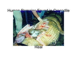 Human Remains Found in Crocodile                                                                                                                                                                                   Real 