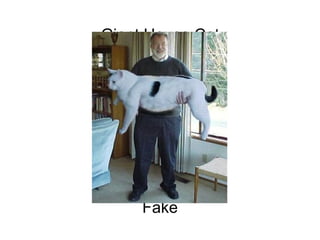 Giant House Cat                                                                                                                                                                       Fake 