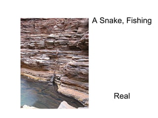 A Snake, Fishing                                                                                                                          Real 
