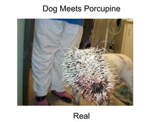 Dog Meets Porcupine                                                                                                                                                                                                Real 