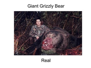 Giant Grizzly Bear                                                                                                                                                                                                   Real 