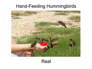 Hand-Feeding Hummingbirds                                                                                                                                                                                                Real 
