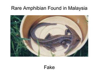 Rare Amphibian Found in Malaysia                                                                                                                                                                                                Fake 