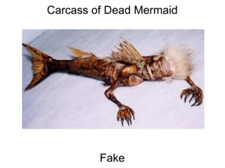Carcass of Dead Mermaid                                                                                                                                                                                                                      Fake 