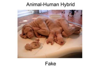 Animal-Human Hybrid                                                                                                                                                                                    Fake 