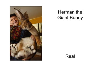 Herman the Giant Bunny                                                                                                          Real 