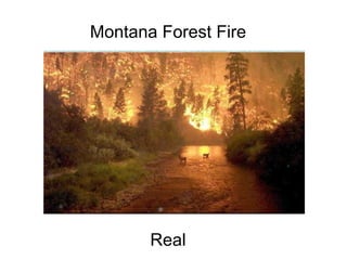 Montana Forest Fire                                                                                                                                                                                                         Real 