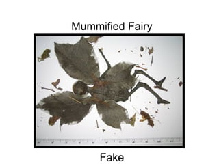 Mummified Fairy                                                                                                                                                                                              Fake 