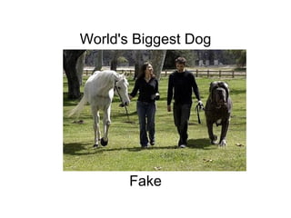 World's Biggest Dog                                                                                                                                                                                                                 Fake 