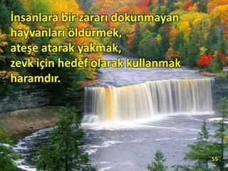 İnsanlara bir zararı dokunmayan
hayvanları öldürmek,
ateşe atarak yakmak,
zevk için hedef olarak kullanmak
haramdır.
55
 