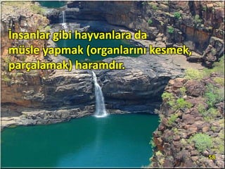 İnsanlar gibi hayvanlara da
müsle yapmak (organlarını kesmek,
parçalamak) haramdır.
58
 