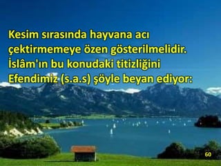 Kesim sırasında hayvana acı
çektirmemeye özen gösterilmelidir.
İslâm'ın bu konudaki titizliğini
Efendimiz (s.a.s) şöyle beyan ediyor:
60
 