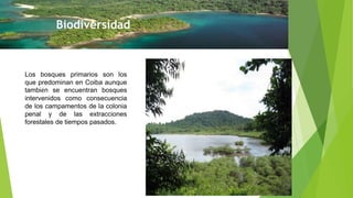 Biodiversidad
Los bosques primarios son los
que predominan en Coiba aunque
también se encuentran bosques
intervenidos como consecuencia
de los campamentos de la colonia
penal y de las extracciones
forestales de tiempos pasados.
 