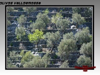 Olivos Valldemossa
 