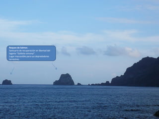 Roques de Salmor.
Santuario de recuperación en libertad del
lagarto “Gallotia simonyi”.
Lugar inaccesible para sus depredadores
terrestres.
 