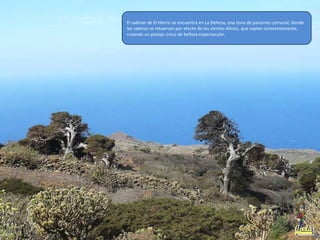 El sabinar de El Hierro se encuentra en La Dehesa, una zona de pastoreo comunal, donde
las sabinas se retuercen por efecto de los vientos Alisios, que soplan constantemente,
creando un paisaje único de belleza espectacular.
 