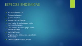 ESPECIES ENDÈMICAS
 REPTILES ENDÈMICOS
 Tortugas Galápagos
 Iguanas terrestres
 MAMÌFEROS ENDÈMICOS
 León marino de las Galápagos o lobo
marino de Galápagos.
 Lobo peletero de las Galápagos o lobo
fino de Galápagos
 AVES ENDÈMICAS
 Pingüino de las Galápagos o pájaro bobo
de Galápagos
 Gaviota morena o gaviota de lava
 