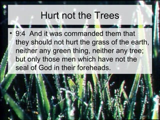 Hurt not the Trees 
• 9:4 And it was commanded them that 
they should not hurt the grass of the earth, 
neither any green thing, neither any tree; 
but only those men which have not the 
seal of God in their foreheads. 
 