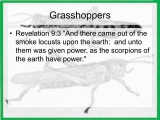 Grasshoppers 
• Revelation 9:3 “And there came out of the 
smoke locusts upon the earth: and unto 
them was given power, as the scorpions of 
the earth have power." 
 