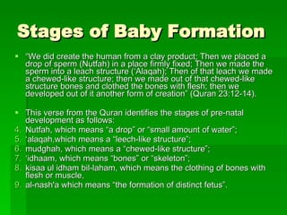 Stages of Baby Formation “ We did create the human from a clay product; Then we placed a drop of sperm (Nutfah) in a place firmly fixed; Then we made the sperm into a leach structure (‘Alaqah); Then of that leach we made a chewed-like structure; then we made out of that chewed-like structure bones and clothed the bones with flesh; then we developed out of it another form of creation” (Quran 23:12-14). This verse from the Quran identifies the stages of pre-natal development as follows: Nutfah, which means “a drop” or “small amount of water”;  ‘ alaqah,which means a “leech-like structure”;  mudghah, which means a “chewed-like structure”;  ‘ idhaam, which means “bones” or “skeleton”;  kisaa ul idham bil-laham, which means the clothing of bones with flesh or muscle,  al-nash'a which means “the formation of distinct fetus”.  