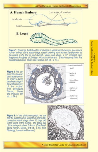 A) The Qur’an on Human Embryonic Development             7




                                                                                             Some Evidence for the Truth of Islam
  Figure 1: Drawings illustrating the similarities in appearance between a leech and a
  human embryo at the alaqah stage. (Leech drawing from Human Development as




                                                                                                         Chapter 1
  Described in the Qur’an and Sunnah, Moore and others, p. 37, modified from
  Integrated Principles of Zoology, Hickman and others. Embryo drawing from The
  Developing Human, Moore and Persaud, 5th ed., p. 73.)



Figure 2: We can
see in this diagram
the suspension of
an embryo during
the alaqah stage in
the womb (uterus)
of the mother.
(The Developing
Human,        Moore
and Persaud, 5th
ed., p. 66.)




Figure 3: In this photomicrograph, we can
see the suspension of an embryo (marked B)
during the alaqah stage (about 15 days old)
in the womb of the mother. The actual size
of the embryo is about 0.6 mm. (The Devel-
oping Human, Moore, 3rd ed., p. 66, from
Histology, Leeson and Leeson.)




                                       A Brief Illustrated Guide To Understanding Islam

                                           Contents
 