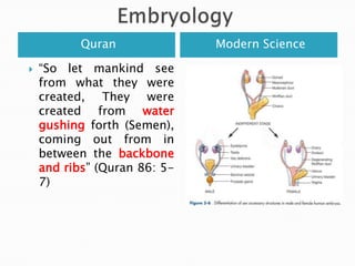 The formation of embryoModern ScienceQuran“Chewed Substance.”  Ex. Chewed gum >>  Teeth marks resembles somites at the back of the embryo (The Developing Human, Moore and Persaud, 5th ed., p. 65. (2) The Developing Human, Moore and Persaud, 5th ed., p. 8. (3) The Developing Human, Moore and Persaud, 5th ed., p. 9) “……..then We made the alaqah into a Mudghah” (chewed substance) (Quran, 23:12-14)  