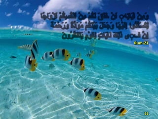 Rum-21
11
 