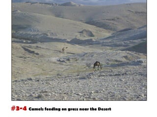 #3-4 Camels feeding on grass near the Desert
 
