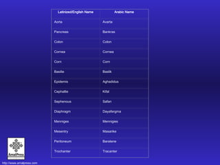 Latinized/English Name Arabic Name Aorta Avarta Pancreas Bankras Colon Colon Cornea Cornea Corn Corn Basilie Baslik Epidemis Aghadidus Cephallie Kifal Sephenous Safan Diaphragm Dayafergma Menniges Mennigies Mesentry Masarike Peritoneum Baratene Trochanter Tracanter 