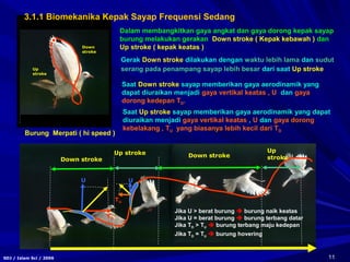 11SDJ / Islam Sci / 2006
3.1.1 Biomekanika Kepak Sayap Frequensi Sedang
Down stroke
Down strokeUp stroke Up
stroke
Dalam membangkitkan gaya angkat dan gaya dorong kepak sayap
burung melakukan gerakan Down stroke ( Kepak kebawah ) dan
Up stroke ( kepak keatas )Down
stroke
Up
stroke
Gerak Down stroke dilakukan dengan waktu lebih lama dan sudut
serang pada penampang sayap lebih besar dari saat Up stroke
Saat Down stroke sayap memberikan gaya aerodinamik yang
dapat diuraikan menjadi gaya vertikal keatas , U dan gaya
dorong kedepan TD.
Saat Up stroke sayap memberikan gaya aerodinamik yang dapat
diuraikan menjadi gaya vertikal keatas , U dan gaya dorong
kebelakang , TU yang biasanya lebih kecil dari TD
Jika U > berat burung  burung naik keatas
Jika U = berat burung  burung terbang datar
Jika TD > TU  burung terbang maju kedepan
Jika TD = TU  burung hovering
U U
TD
TU
Burung Merpati ( hi speed )
 