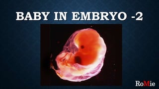 BABY IN EMBRYO -2
RoMie
 