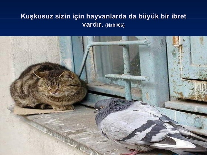 Islam ve çevre