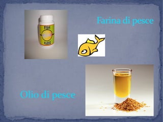 Farina di pesceFarina di pesce
Olio di pesce
 