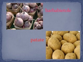 barbabietolebarbabietole
patate
 