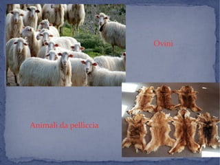 oviniovini
Animali da pelliccia
Ovini
 