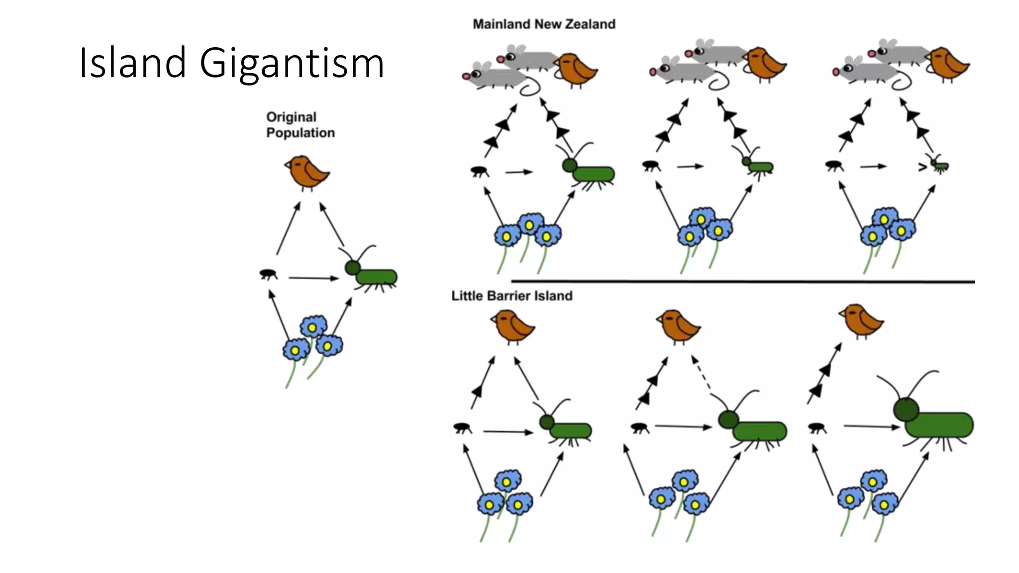 How does isolation lead to a new species?