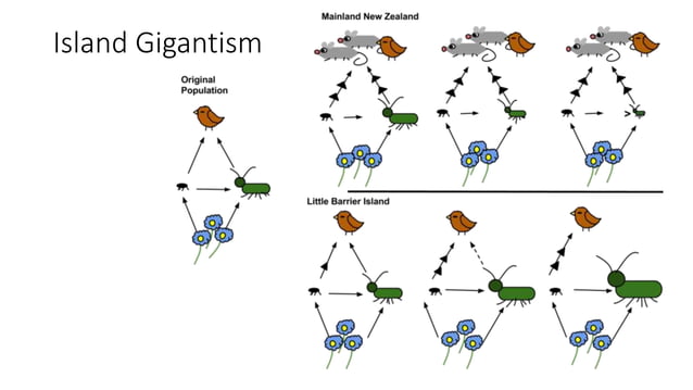Island Biogeography.pptx