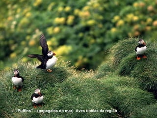 “ Puffins” – (papagaios do mar)  Aves típicas da região 